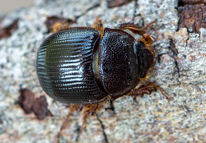 Gehörnter Mistkäfer (Odonteus armiger), 28.06.2019