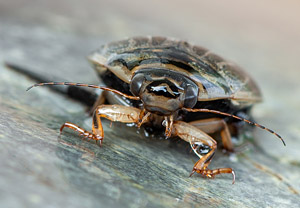 Gemeiner Furchenschwimmer (Acilius sulcatus), 30.06.2019