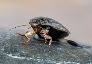Gemeiner Furchenschwimmer (Acilius sulcatus), 30.06.2019
