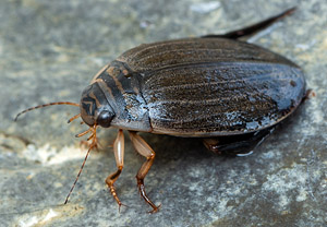 Gemeiner Furchenschwimmer (Acilius sulcatus)