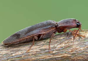 Zottiger Laub-Schnellkäfer (Stenagostus rhombeus), 06.07.2019