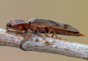 Zottiger Laub-Schnellkäfer (Stenagostus rhombeus), 06.07.2019