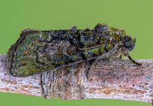 Dunkelgrüne Flechteneule (Cryphia algae), 04.07.2019