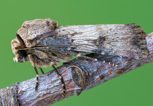 Schmalflügelige Erdeule (Agrotis puta), 04.07.2019