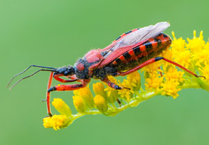 Rote Mordwanze (Rhynocoris iracundus)