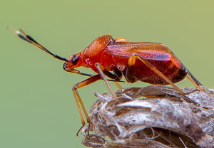 Rote Weichwanze (Deraeocoris ruber)