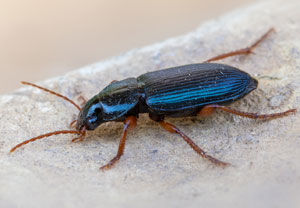 Ophonus ardosiacus, 12.06.2022, Hürth