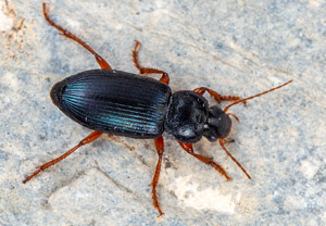 Ophonus ardosiacus, 12.07.2019