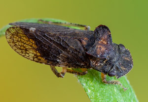 Echte Ohrzikade (Ledra aurita), 27.07.2019