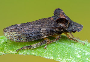 Echte Ohrzikade (Ledra aurita), 27.07.2019
