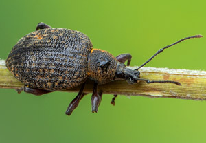 Gürteltier-Dickmaulrüssler (Otiorhynchus armadillo), 27.07.2019