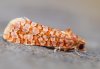 Lozotaeniodes formosana