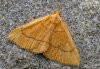 Paracolax tristalis