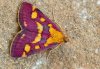 Pyrausta purpuralis