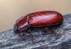 Uloma rufa