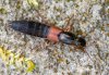 Ocypus fulvipennis